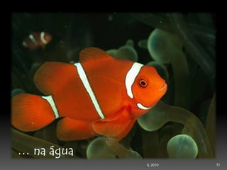 Second Page :
11IL 2010
 