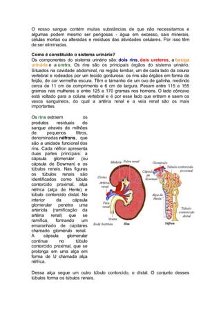 O nosso sangue contém muitas substâncias de que não necessitamos e
algumas podem mesmo ser perigosas - água em excesso, sais minerais,
células mortas ou alteradas e resíduos das atividades celulares. Por isso têm
de ser eliminadas.
Como é constituído o sistema urinário?
Os componentes do sistema urinário são: dois rins, dois ureteres, a bexiga
urinária e a uretra. Os rins são os principais órgãos do sistema urinário.
Situados na cavidade abdominal, na região lombar, um de cada lado da coluna
vertebral e rodeados por um tecido gorduroso, os rins são órgãos em forma de
feijão, de cor vermelha escura. Têm o tamanho de um ovo de galinha, medindo
cerca de 11 cm de comprimento e 6 cm de largura. Pesam entre 115 e 155
gramas nas mulheres e entre 125 e 170 gramas nos homens. O lado côncavo
está voltado para a coluna vertebral e é por esse lado que entram e saem os
vasos sanguíneos, do qual a artéria renal e a veia renal são os mais
importantes.
Os rins extraem os
produtos residuais do
sangue através de milhões
de pequenos filtros,
denominadas néfrons, que
são a unidade funcional dos
rins. Cada néfron apresenta
duas partes principais: a
cápsula glomerular (ou
cápsula de Bowman) e os
túbulos renais. Nas figuras
os túbulos renais são
identificados como túbulo
contorcido proximal, alça
néfrica (alça de Henle) e
túbulo contorcido distal. No
interior da cápsula
glomerular penetra uma
arteríola (ramificação da
artéria renal) que se
ramifica, formando um
emaranhado de capilares
chamado glomérulo renal.
A cápsula glomerular
continua no túbulo
contorcido proximal, que se
prolonga em uma alça em
forma de U chamada alça
néfrica.
Dessa alça segue um outro túbulo contorcido, o distal. O conjunto desses
túbulos forma os túbulos renais.
 