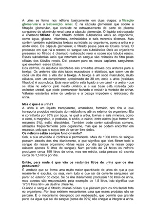 A urina se forma nos néfrons basicamente em duas etapas: a filtração
glomerular e a reabsorção renal. É na cápsula glomerular que ocorre a
filtração glomerular, que consiste no extravasamento de parte do plasma
sanguíneo do glomérulo renal para a cápsula glomerular. O líquido extravasado
é chamado filtrado. Esse filtrado contém substâncias úteis ao organismo,
como água, glicose, vitaminas, aminoácidos e sais minerais diversos. Mas
contém também substâncias tóxicas ou inúteis ao organismo, como a uréia e o
ácido úrico. Da cápsula glomerular, o filtrado passa para os túbulos renais. O
processo em que há o retorno ao sangue das substâncias úteis ao organismo
presentes no filtrado é chamado reabsorção renal e ocorre nos túbulos renais.
Essas substâncias úteis que retornam ao sangue são retiradas do filtro pelas
células dos túbulos renais. Daí passam para os vasos capilares sanguíneos
que envolvem esses túbulos.
Dos néfrons, os resíduos recolhidos são enviados através dos ureteres para a
bexiga. Os ureteres são dois tubos musculosos e elásticos, que saem um de
cada um dos rins e vão dar à bexiga. A bexiga é um saco musculado, muito
elástico, com um comprimento aproximado de 30 cm, onde a urina (resíduos
filtrados) é acumulada. Este reservatório está ligado a um canal - a uretra - que
se abre no exterior pelo meato urinário, e a sua base está rodeada pelo
esfíncter uretral, que pode permanecer fechado e resistir à vontade de urinar.
Válvulas existentes entre os ureteres e a bexiga impedem o retrocesso da
urina.
Mas o que é a urina?
A urina é um líquido transparente, amarelado, formado nos rins e que
transporta produtos residuais do metabolismo até ao exterior do organismo. Ela
é constituída por 95% por água, na qual a uréia, toxinas e sais minerais, como
o cloro, o magnésio, o potássio, o sódio, o cálcio, entre outros (que formam os
restantes 5%), estão dissolvidos. Também pode conter substâncias comuns,
utilizadas freqüentemente pelo organismo, mas que se podem encontrar em
excesso, pelo que o corpo tem de se ver livre delas.
Os néfrons estão sempre funcionando?
Sim, a sua atividade é contínua e permanente. Mais de 1000 litros de sangue
passam através dos rins diariamente, o que significa que eles filtram todo o
sangue do nosso organismo várias vezes por dia (porque no nosso corpo
existem apenas 5 litros de sangue). Num período de 24 horas os néfrons
produzem cerca 180 litros de urina, mas em média, cada pessoa só excreta
cerca de 1,5 litros por dia.
Então, para onde é que vão os restantes litros de urina que os rins
produzem?
É verdade que se forma uma muito maior quantidade de urina do que a que
realmente é expulsa, ou seja, nem tudo o que sai da corrente sanguínea vai
parar ao exterior do corpo. Se os rins diariamente produzem 180 litros de urina,
mas apenas são responsáveis pela excreção de 1,5 litros, isto significa que
178,5 litros têm um destino diferente.
Quando o sangue é filtrado, muitas coisas que passam para os rins fazem falta
no organismo. Por isso existem mecanismos para que esses produtos não se
percam. É o mecanismo designado por reabsorção, que permite que grande
parte da água que sai do sangue (cerca de 99%) não chegue a integrar a urina.
 