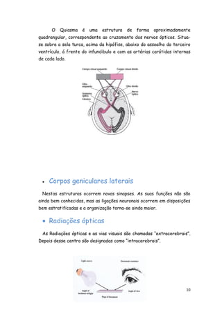 O   Quiasma   é   uma   estrutura   de   forma   aproximadamente
quadrangular, correspondente ao cruzamento dos nervos ópticos. Situa-
se sobre a sela turca, acima da hipófise, abaixo do assoalho do terceiro
ventrículo, á frente do infundibulo e com as artérias carótidas internas
de cada lado.




 •   Corpos geniculares laterais
 Nestas estruturas ocorrem novas sinapses. As suas funções não são
ainda bem conhecidas, mas as ligações neuronais ocorrem em disposições
bem estratificadas e a organização torna-se ainda maior.

 • Radiações ópticas
 As Radiações ópticas e as vias visuais são chamadas “extracerebrais”.
Depois desse centro são designadas como “intracerebrais”.




                                                                      10
 
