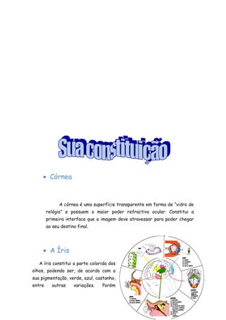 • Córnea


              A córnea é uma superfície transparente em forma de “vidro de
        relógio” e possuem o maior poder refractivo ocular. Constitui a
        primeira interface que a imagem deve atravessar para poder chegar
        ao seu destino final.




     • A Íris
   A íris constitui a parte colorida dos
olhos, podendo ser, de acordo com a
sua pigmentação, verde, azul, castanho,
entre     outras     variações.   Porém
                                                                         6
 