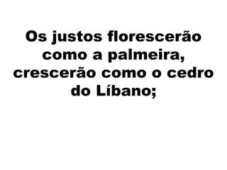 Os justos florescerão
como a palmeira,
crescerão como o cedro
do Líbano;
 