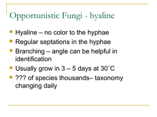 Opportunistic Fungi - hyaline
 Hyaline – no color to the hyphae
 Regular septations in the hyphae
 Branching – angle can be helpful in
identification
 Usually grow in 3 – 5 days at 30˚C
 ??? of species thousands– taxonomy
changing daily
 