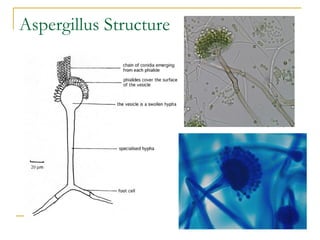 Aspergillus Structure
 