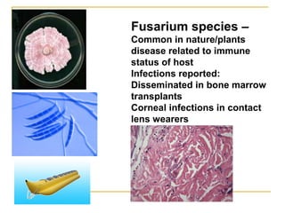 Fusarium species –
Common in nature/plants
disease related to immune
status of host
Infections reported:
Disseminated in bone marrow
transplants
Corneal infections in contact
lens wearers
 