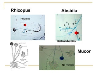 Rhizopus Absidia
Distant rhizoids
Mucor
No rhizoids
Rhizoids
 