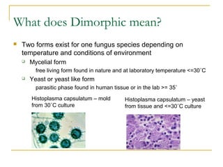 What does Dimorphic mean?
 Two forms exist for one fungus species depending on
temperature and conditions of environment
 Mycelial form
free living form found in nature and at laboratory temperature <=30˚C
 Yeast or yeast like form
parasitic phase found in human tissue or in the lab >= 35˚
Histoplasma capsulatum – mold
from 30˚C culture
Histoplasma capsulatum – yeast
from tissue and <=30˚C culture
 