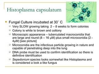 Histoplasma capsulatum
 Fungal Culture incubated at 30˚ C
 Very SLOW growing taking 2 – 8 weeks to form colonies
 Colony is white to brown and cottony
 Microscopic appearance – tuberculated macroconidia that
are large and round (8 – 16 µM) plus small microconidia (2 -
4µM) [see picture]
 Microconidia are the infectious particle growing in nature and
capable of penetrating deep into the lung
 DNA probe must be used to confirm identification so there is
definitive identification
 Sepedonium species looks somewhat like Histoplasma and
is considered a look a like fungus
 
