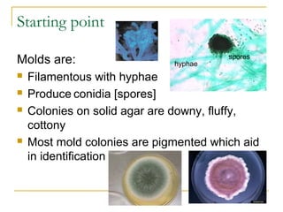 Starting point
Molds are:
 Filamentous with hyphae
 Produce conidia [spores]
 Colonies on solid agar are downy, fluffy,
cottony
 Most mold colonies are pigmented which aid
in identification
hyphae
spores
 