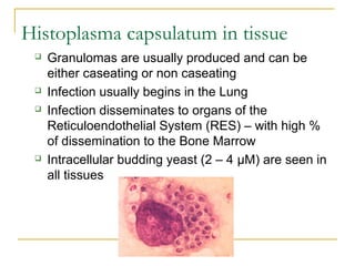 Histoplasma capsulatum in tissue
 Granulomas are usually produced and can be
either caseating or non caseating
 Infection usually begins in the Lung
 Infection disseminates to organs of the
Reticuloendothelial System (RES) – with high %
of dissemination to the Bone Marrow
 Intracellular budding yeast (2 – 4 µM) are seen in
all tissues
 