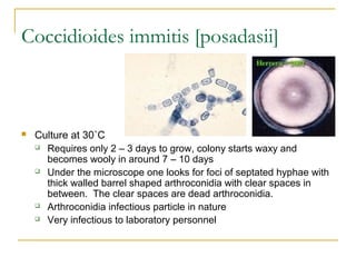Coccidioides immitis [posadasii]
 Culture at 30˚C
 Requires only 2 – 3 days to grow, colony starts waxy and
becomes wooly in around 7 – 10 days
 Under the microscope one looks for foci of septated hyphae with
thick walled barrel shaped arthroconidia with clear spaces in
between. The clear spaces are dead arthroconidia.
 Arthroconidia infectious particle in nature
 Very infectious to laboratory personnel
 