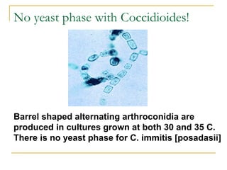 Barrel shaped alternating arthroconidia are
produced in cultures grown at both 30 and 35 C.
There is no yeast phase for C. immitis [posadasii]
No yeast phase with Coccidioides!
 