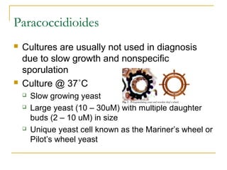 Paracoccidioides
 Cultures are usually not used in diagnosis
due to slow growth and nonspecific
sporulation
 Culture @ 37˚C
 Slow growing yeast
 Large yeast (10 – 30uM) with multiple daughter
buds (2 – 10 uM) in size
 Unique yeast cell known as the Mariner’s wheel or
Pilot’s wheel yeast
 