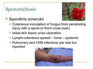 Sporotrichosis
 Sporothrix schenckii
 Cutaneous inoculation of fungus from penetrating
injury with a spore or thorn (rose bush)
 Initial skin lesion w/wo ulceration
 Lymph-cutaneous spread – bone – systemic
 Pulmonary and CNS infections are rare but
reported
 