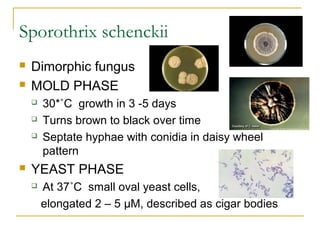 Sporothrix schenckii
 Dimorphic fungus
 MOLD PHASE
 30*˚C growth in 3 -5 days
 Turns brown to black over time
 Septate hyphae with conidia in daisy wheel
pattern
 YEAST PHASE
 At 37˚C small oval yeast cells,
elongated 2 – 5 µM, described as cigar bodies
 
