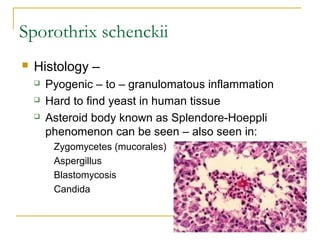 Sporothrix schenckii
 Histology –
 Pyogenic – to – granulomatous inflammation
 Hard to find yeast in human tissue
 Asteroid body known as Splendore-Hoeppli
phenomenon can be seen – also seen in:
Zygomycetes (mucorales)
Aspergillus
Blastomycosis
Candida
 