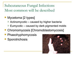Subcutaneous Fungal Infections
Most common will be described
 Mycetoma [2 types]
 Actinomycotic – caused by higher bacteria
 Eumycotic – caused by dark pigmented molds
 Chromomycosis [Chromoblastomycosis]
 Phaeohyphomycosis
 Sporotrichosis
 