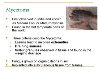Mycetoma
 First observed in India and known
as Madura Foot or Maduromycosis
 Found in the hot temperate parts of
the world
 Three criteria describe Mycetoma:
1. Lesions lead to swollen extremities
2. Draining sinuses
3. Sulfur granules observed in tissue and found in the
weeping drainage
 Fungus grows on organic debris in soil
 Implanted into subcutaneous tissue from trauma
 