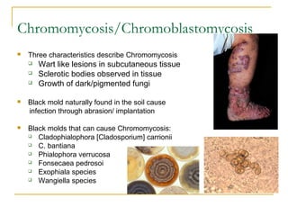 Chromomycosis/Chromoblastomycosis
 Three characteristics describe Chromomycosis
 Wart like lesions in subcutaneous tissue
 Sclerotic bodies observed in tissue
 Growth of dark/pigmented fungi
 Black mold naturally found in the soil cause
infection through abrasion/ implantation
 Black molds that can cause Chromomycosis:
 Cladophialophora [Cladosporium] carrionii
 C. bantiana
 Phialophora verrucosa
 Fonsecaea pedrosoi
 Exophiala species
 Wangiella species
 