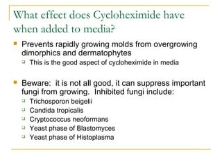What effect does Cycloheximide have
when added to media?
 Prevents rapidly growing molds from overgrowing
dimorphics and dermatophytes
 This is the good aspect of cycloheximide in media
 Beware: it is not all good, it can suppress important
fungi from growing. Inhibited fungi include:
 Trichosporon beigelii
 Candida tropicalis
 Cryptococcus neoformans
 Yeast phase of Blastomyces
 Yeast phase of Histoplasma
 