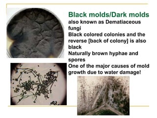 Black molds/Dark molds
also known as Dematiaceous
fungi
Black colored colonies and the
reverse [back of colony] is also
black
Naturally brown hyphae and
spores
One of the major causes of mold
growth due to water damage!
 