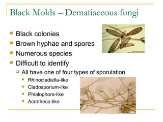Black Molds – Dematiaceous fungi
 Black colonies
 Brown hyphae and spores
 Numerous species
 Difficult to identify
 All have one of four types of sporulation
 Rhinocladiella-like
 Cladosporium-like
 Phialophora-like
 Acrotheca-like
 