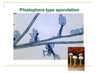 Phialophora type sporulation
 