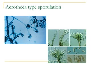 Acrotheca type sporulation
 