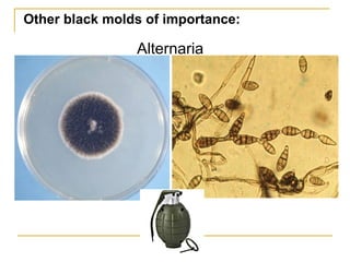 Alternaria
Other black molds of importance:
 