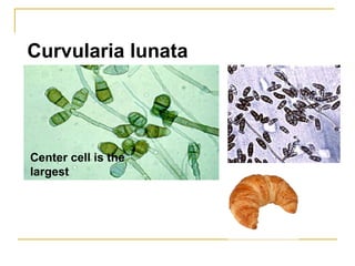 Curvularia lunata
Center cell is the
largest
 