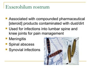 Exserohilum rostrum
 Associated with compounded pharmaceutical
[steroid] products contaminated with dust/dirt
 Used for infections into lumbar spine and
knee joints for pain management
 Meningitis
 Spinal abscess
 Synovial infections
 