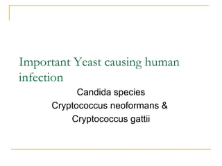 Important Yeast causing human
infection
Candida species
Cryptococcus neoformans &
Cryptococcus gattii
 