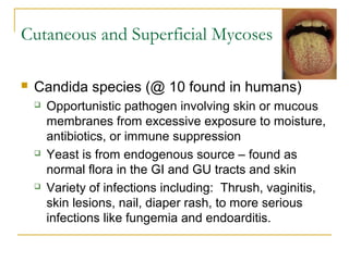 Cutaneous and Superficial Mycoses
 Candida species (@ 10 found in humans)
 Opportunistic pathogen involving skin or mucous
membranes from excessive exposure to moisture,
antibiotics, or immune suppression
 Yeast is from endogenous source – found as
normal flora in the GI and GU tracts and skin
 Variety of infections including: Thrush, vaginitis,
skin lesions, nail, diaper rash, to more serious
infections like fungemia and endoarditis.
 