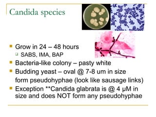 Candida species
 Grow in 24 – 48 hours
 SABS, IMA, BAP
 Bacteria-like colony – pasty white
 Budding yeast – oval @ 7-8 um in size
form pseudohyphae (look like sausage links)
 Exception **Candida glabrata is @ 4 µM in
size and does NOT form any pseudohyphae
 