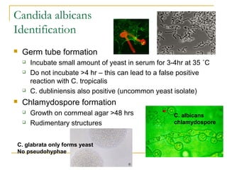 Candida albicans
Identification
 Germ tube formation
 Incubate small amount of yeast in serum for 3-4hr at 35 ˚C
 Do not incubate >4 hr – this can lead to a false positive
reaction with C. tropicalis
 C. dubliniensis also positive (uncommon yeast isolate)
 Chlamydospore formation
 Growth on cornmeal agar >48 hrs
 Rudimentary structures
C. albicans
chlamydospore
C. glabrata only forms yeast
No pseudohyphae
 