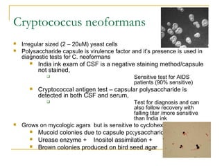 Cryptococcus neoformans
 Irregular sized (2 – 20uM) yeast cells
 Polysaccharide capsule is virulence factor and it’s presence is used in
diagnostic tests for C. neoformans
 India ink exam of CSF is a negative staining method/capsule
not stained,
 Sensitive test for AIDS
patients (90% sensitive)
 Cryptococcal antigen test – capsular polysaccharide is
detected in both CSF and serum,
 Test for diagnosis and can
also follow recovery with
falling titer /more sensitive
than India ink
 Grows on mycologic agars but is sensitive to cycloheximide –
 Mucoid colonies due to capsule po;ysaccharide formation
 Urease enzyme + Inositol assimilation +
 Brown colonies produced on bird seed agar
 