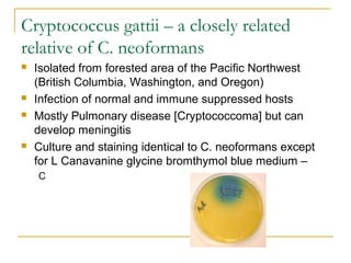 Cryptococcus gattii – a closely related
relative of C. neoformans
 Isolated from forested area of the Pacific Northwest
(British Columbia, Washington, and Oregon)
 Infection of normal and immune suppressed hosts
 Mostly Pulmonary disease [Cryptococcoma] but can
develop meningitis
 Culture and staining identical to C. neoformans except
for L Canavanine glycine bromthymol blue medium –
C
 