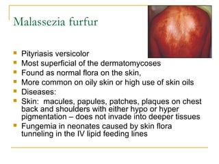 Malassezia furfur
 Pityriasis versicolor
 Most superficial of the dermatomycoses
 Found as normal flora on the skin,
 More common on oily skin or high use of skin oils
 Diseases:
 Skin: macules, papules, patches, plaques on chest
back and shoulders with either hypo or hyper
pigmentation – does not invade into deeper tissues
 Fungemia in neonates caused by skin flora
tunneling in the IV lipid feeding lines
 
