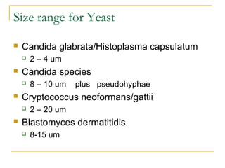Size range for Yeast
 Candida glabrata/Histoplasma capsulatum
 2 – 4 um
 Candida species
 8 – 10 um plus pseudohyphae
 Cryptococcus neoformans/gattii
 2 – 20 um
 Blastomyces dermatitidis
 8-15 um
 