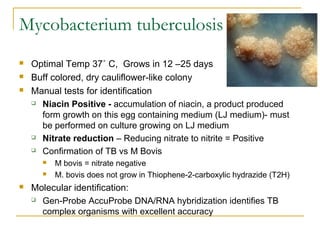 Mycobacterium tuberculosis




Optimal Temp 37˚ C, Grows in 12 –25 days
Buff colored, dry cauliflower-like colony
Manua...