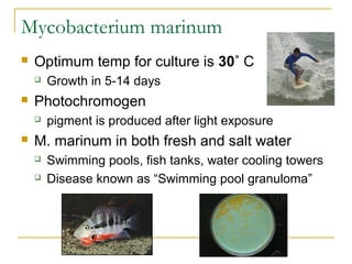 Mycobacterium marinum


Optimum temp for culture is 30˚ C




Photochromogen




Growth in 5-14 days
pigment is produ...