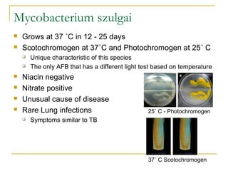 Mycobacterium szulgai



Grows at 37 ˚C in 12 - 25 days
Scotochromogen at 37˚C and Photochromogen at 25˚ C







...