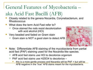 General Features of Mycobacteria –
aka Acid Fast Bacilli (AFB)








Closely related to the genera Nocardia, Coryneb...