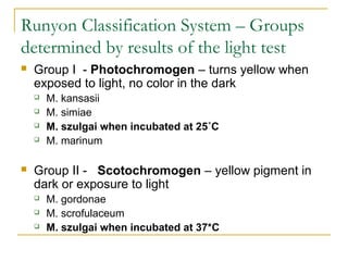 Runyon Classification System – Groups
determined by results of the light test


Group I - Photochromogen – turns yellow w...