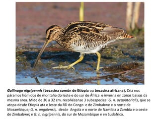 Gallinago nigripennis (becacina común de Etiopía ou becacina africana). Cría nos
páramos húmidos de montaña do leste e do sur de África e inverna en zonas baixas da
mesma área. Mide de 30 a 32 cm. recoñécense 3 subespecies: G. n. aequatorialis, que se
atopa desde Etiopía ata o leste da RD do Congo e de Zimbabwe e o norte de
Mozambique; G. n. angolensis, desde Angola e o norte de Namibia a Zambia e o oeste
de Zimbabwe; e G. n. nigripennis, do sur de Mozambique e en Sudáfrica.
 