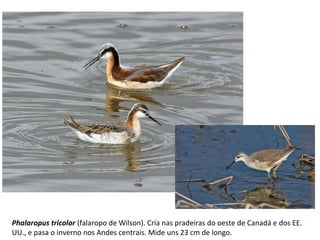 Phalaropus tricolor (falaropo de Wilson). Cría nas pradeiras do oeste de Canadá e dos EE.
UU., e pasa o inverno nos Andes centrais. Mide uns 23 cm de longo.
 