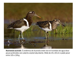 Rostratula australis. É endémica de Australia onde vive en humidais de agua doce
pouco profundos con cuberta vexetal abundante. Mide de 24 a 30 cm e pode pesar
entre 125 e 130 g.
 