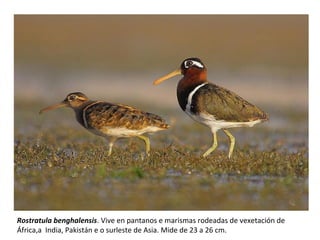 Rostratula benghalensis. Vive en pantanos e marismas rodeadas de vexetación de
África,a India, Pakistán e o surleste de Asia. Mide de 23 a 26 cm.
 