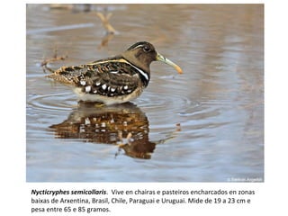 Nycticryphes semicollaris. Vive en chairas e pasteiros encharcados en zonas
baixas de Arxentina, Brasil, Chile, Paraguai e Uruguai. Mide de 19 a 23 cm e
pesa entre 65 e 85 gramos.
 