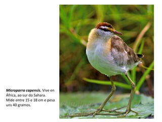 Microparra capensis. Vive en
África, ao sur do Sahara.
Mide entre 15 e 18 cm e pesa
uns 40 gramos.
 